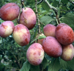 Victoria Plum Tree (C3) SELF FERTILE + VERY POPULAR +FREE UK MAINLAND DELIVERY + 100% TREE WARRANTY