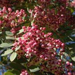 Vilmorin Rowan Tree Sorbus Vilmorinii SMALL TREE **FREE UK MAINLAND DELIVERY + FREE 100% TREE WARRANTY**