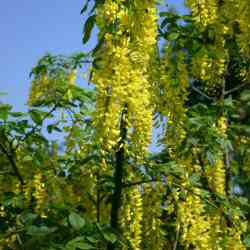 Vossii Laburnum Tree VERY ORNATE + AWARD **FREE UK MAINLAND DELIVERY + 3 YEAR LTD WARRANTY**