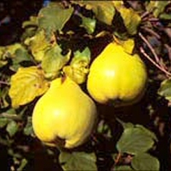 DELIVERED SEPTEMBER 2022 Vranja Quince Tree (Cydonia oblonga Vranja) Quince A Half Standard Rootstock, 7 - 12 litre container **FREE UK MAINLAND DELIVERY + FREE 100% TREE WARRANTY**