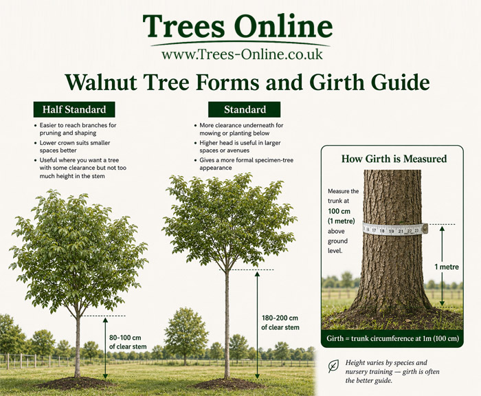 Walnut half-standard, standard and girth measurement guide