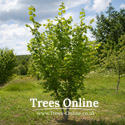 Webbs Prize Cobb mature tree or bush