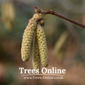 Webbs Prize Cobb catkins