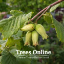 Webbs Prize Cobb nuts