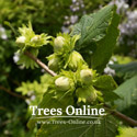 Webbs Prize Cobb nuts