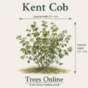 Webbs Prize Cobb nuts