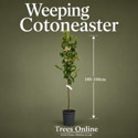 Weeping Coteaster Hybridus Pendulus