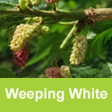 (Morus) Alba Pendula, Weeping White Mulberry