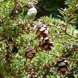 <font color="red">DELIVERED SEPTEMBER 2024</font> Western Hemlock Tree (Tsuga heterophylla) 10 - 30cm trees**FREE UK MAINLAND DELIVERY + FREE 100% TREE WARRANTY**