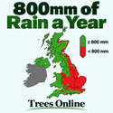 Western Red Cedar areas of the UK over 800mm of rain fall