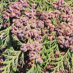 <font color="red">DELIVERED SEPTEMBER 2024</font> Western Red Cedar Tree (Thuja plicata) 20cm-40cm Trees , FAST GROWING + EVERGREEN + NOISE REDUCTION + SHADE TOLERANT **FREE UK MAINLAND DELIVERY + FREE 100% TREE WARRANTY**