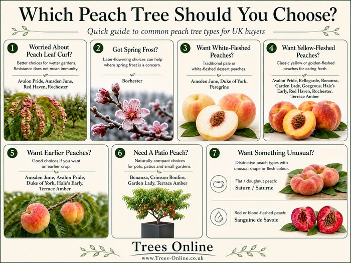 Which peach tree should you choose guide for UK buyers