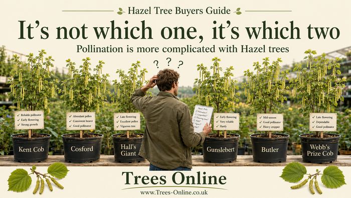 Two compatible hazel nut trees planted together for better pollination and heavier crops