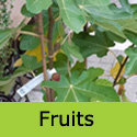 White Marseilles fruits on the tree