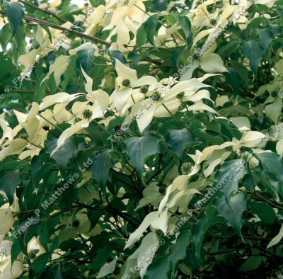 DELIVERED SEPTEMBER 2024 Cornus Kousa White Fountain Dogwood Tree **FREE UK MAINLAND DELIVERY + FREE 100% TREE WARRANTY**