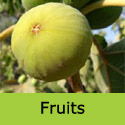 White Marseilles fruit on the tree