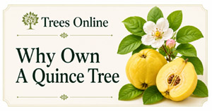 Why own a quince tree