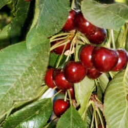 Wild Cherry or Gean or Mazzard Tree (Prunus avium) Supplied height 150 - 200cm in a 7-12 litre container **FREE UK MAINLAND DELIVERY + FREE 100% TREE WARRANTY**