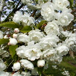 Mature Wild Cherry Tree Prunus Avium Plena **FREE UK MAINLAND DELIVERY + FREE 100% TREE WARRANTY**