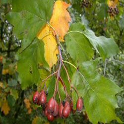 <font color="red">DELIVERED SEPTEMBER 2024</font> Wild Service Tree (Sorbus torminalis) 20-60cm Trees**FREE UK MAINLAND DELIVERY + FREE 100% TREE WARRANTY**