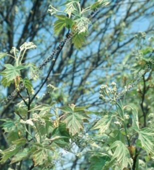 Wild Service Tree Sorbus Torminalis **FREE UK MAINLAND DELIVERY + FREE 100% TREE WARRANTY**