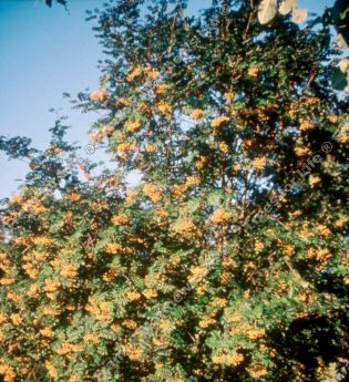 Wisley Gold Mountain Ash or Rowan Tree (Sorbus 'Wisley Gold') **FREE UK MAINLAND DELIVERY + FREE 100% TREE WARRANTY**