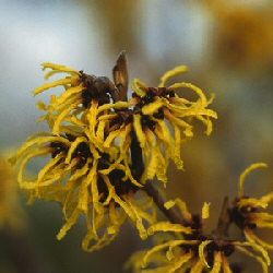 Hamamelis intermedia Arnold Promise, Witch Hazel **FREE UK MAINLAND DELIVERY + FREE 100% TREE WARRANTY**