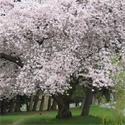 Mature Yoshino Tree Prunus Yedoensis **FREE UK MAINLAND DELIVERY + FREE TREE WARRANTY**