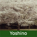 Mature Yoshino Tree Prunus Yedoensis **FREE UK MAINLAND DELIVERY + FREE TREE WARRANTY**