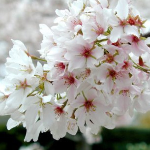 Mature Yoshino Tree Prunus Yedoensis **FREE UK MAINLAND DELIVERY + FREE TREE WARRANTY**