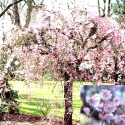 Yoshino Weeping Cherry Tree Prunus Yedoensis Shidare-Yoshino **FREE UK MAINLAND DELIVERY + FREE 100% TREE WARRANTY**