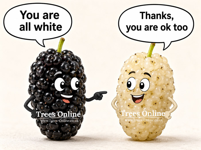 Black and white mulberry meme